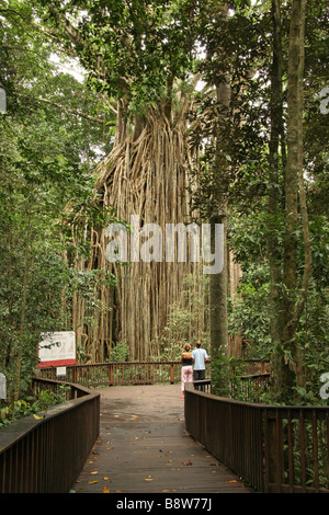 Touristen, die gerne eine Curtain Fig Tree in Atherton Tablelands nahe Yungaburra in Queensland-Australien Stockfoto