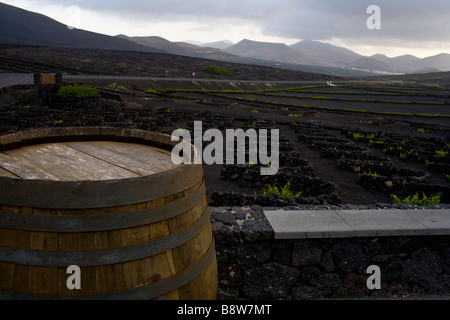 Bodega La Geria Weinberge in Insel Lanzarote, Spanien. Stockfoto