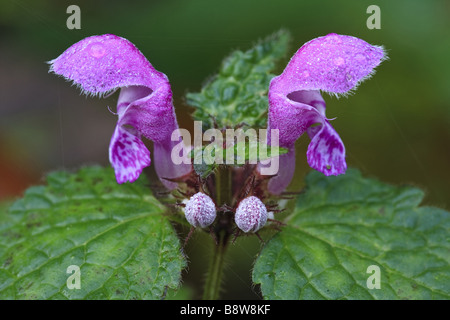 schleppen Sie Toten-Brennessel, gefleckte Taubnessel (Lamium Maculatum) gesichtet, Blüten, Deutschland, Thüringen Stockfoto