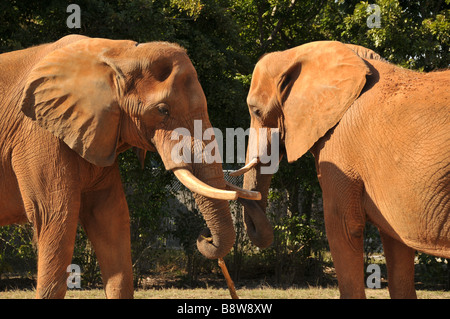 Zwei Gefangene afrikanische Elefanten bedeckt mit rotem Lehm. Stockfoto