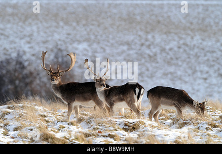 Damwild gesehen hier in verschneiten s 283 Hektar 700 Hektar großen Wildpark im Petworth House in Surrey Stockfoto