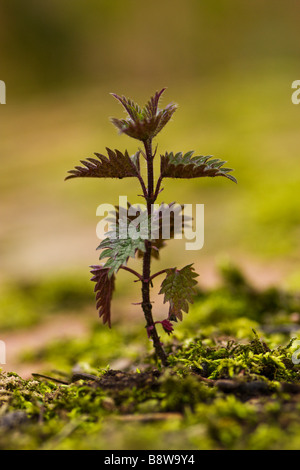 Junge Brennnessel-Pflanze wächst auf einer Brache Stockfoto