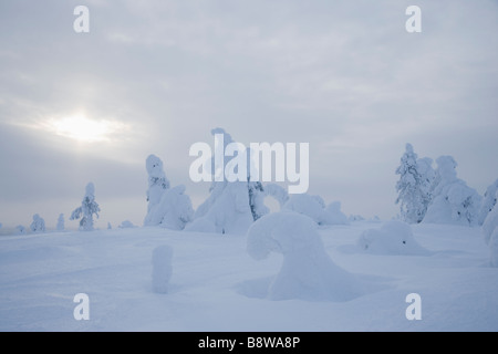 Beladene Bäumen Schnee Stockfoto