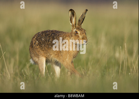 Brauner Hase (Lepus Capensis, Lepus Europaeus), laufen Stockfoto