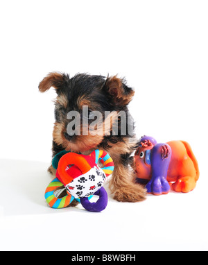 Einen 7 Wochen alten Yorkshire Terrier Welpen, Canis Lupus Familiaris, mit zwei quietschende Spielzeug, isoliert auf weiss. Stockfoto
