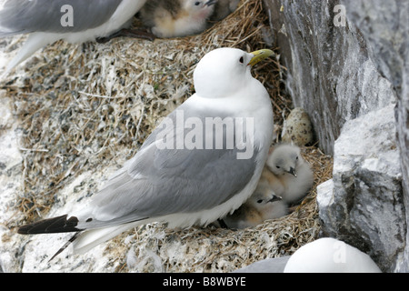 Kittiwake Rissa Tridactyla alleinstehende Erwachsene mit Küken im nest genommen Juli UK Stockfoto