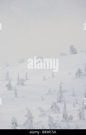 Beladene Bäumen Schnee Stockfoto