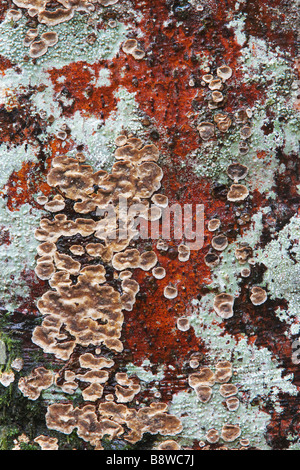 Flechten auf Baumstamm Stockfoto