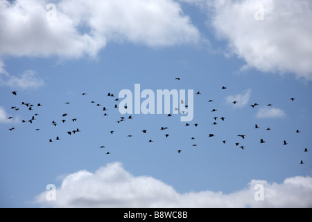 Eine Herde von wandernden Pfeifen Enten (Dendrocygna Arcuata) im Flug Stockfoto