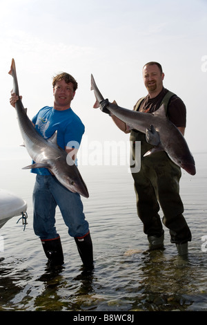 Fischer mit einem Hai Tope oder in der Schule hatte er gerade am Strand von Criccieth, Llyn Halbinsel North Wales gefangen Stockfoto