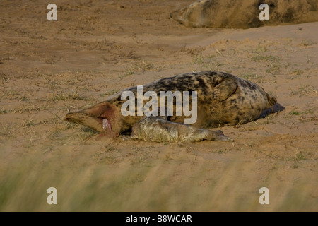 Kegelrobben, die gerade entbunden, pup Stockfoto