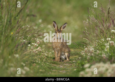 Brauner Hase (Lepus Capensis, Lepus Europaeus), im Sommerwiese sitzen leveret Stockfoto
