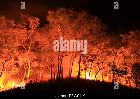 Eine kontrollierte Verbrennung der Vegetation nördlich von Cairns, Queensland Stockfoto