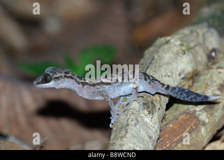 Anmutige Madagaskar Boden Gecko (Paroedura Gracilis) auf einer Baumwurzel nachts im Masoala Nationalpark, Madagaskar. Stockfoto