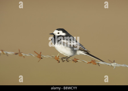 Trauerschnäpper Bachstelze (Motacilla Alba Yarrellii), thront Erwachsener in der Zucht Gefieder auf Stacheldraht Stockfoto