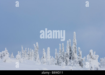 Beladene Bäumen Schnee Stockfoto