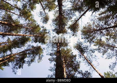 Litauen Silber Birken Wälder niedrigen Winkel Ansicht Stockfoto