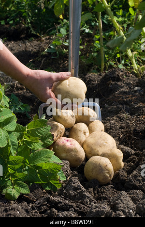 Digging potatoes Stockfoto