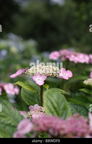 Hydrangea macrophylla Stockfoto