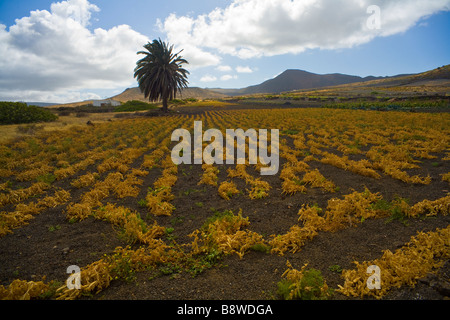 Eine Palme in der Mitte eine karge Gebiet auf der Insel Lanzarote, Spanien. Stockfoto