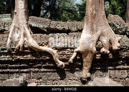 Baumwurzeln verschlingt eine Wand im Ta Prohm, der Dschungeltempel in der Nähe von Angkor Wat, Kambodscha. Stockfoto