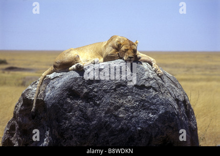 Schlafen auf einem großen Felsbrocken auf Simba Kopjes Serengeti Nationalpark Tansania Ostafrika Löwin Stockfoto