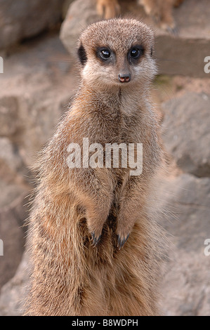 Erdmännchen auf Suche Stockfoto