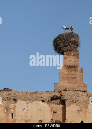 Störche nisten an den Wänden von Marrakesch. Sie haben ihre Heimat unsicher auf einen alten Schornstein gebaut. Stockfoto