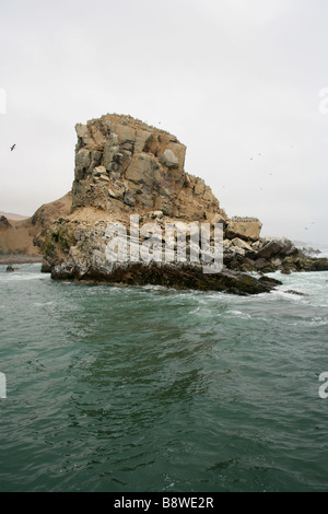 Ein Vorgebirge auf Insel San Lorenzo, Callao Inseln, Lima, Peru, Südamerika mit mehrere Kolonien von Seevögeln Stockfoto