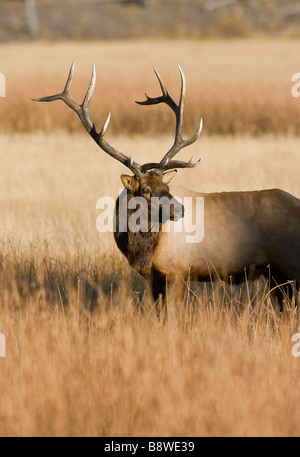 Ein Stier Elch stehend in hohe Gräser in warmes Licht am Nachmittag. Stockfoto