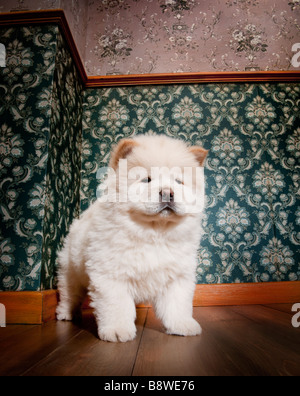 junge Chow Chow in einem Retro-Zimmer Stockfoto