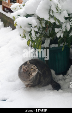 British Kurzhaar-Silver-Tabby Katze spielen im Schnee Stockfoto