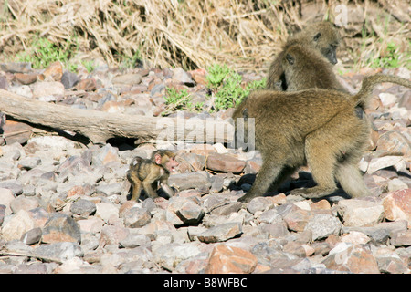 Auch genannt Afrika Tansania Serengeti Nationalpark Olive Baboon Papio Anubis Anubis Pavian Mutter Interaktion mit jungen Stockfoto