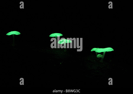 Eine kleine Gruppe von natürlich leuchtende Pilze aus einer australischen Regenwald. Stockfoto