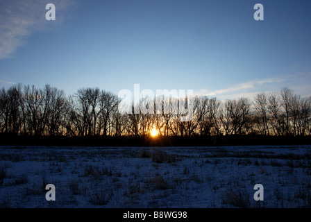 USA. Idaho. Boise, Sonnenuntergang hinter Pappeln entlang des Grünen Bandes im Januar Stockfoto