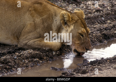 Nahaufnahme von Reifen Löwin trinken aus einem kleinen Pool in der Masai Mara National Reserve Kenia in Ostafrika Stockfoto