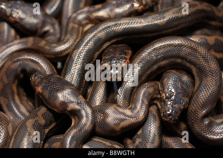 Australische Teppich Python Jungtiere Stockfoto