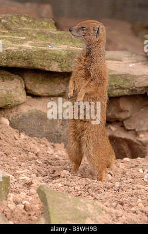 Gelbe Mungo auf Suche Stockfoto