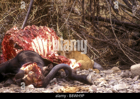 Junger Löwe Cub in der Nähe von Karkasse Bufallo Kill Serengeti Nationalpark Tansania Ostafrika Stockfoto