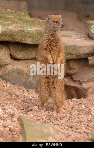 Gelbe Mungo auf Suche Stockfoto