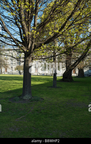 Bäume im Trinity College, Dublin, Irland. Eine Universität in Dublin Stockfoto