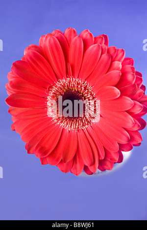 Nahaufnahme von einem roten Gerbera Daisy auf blauem Hintergrund Stockfoto