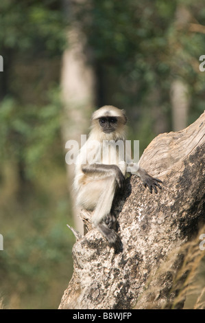 Hanuman Langur, Indien Stockfoto