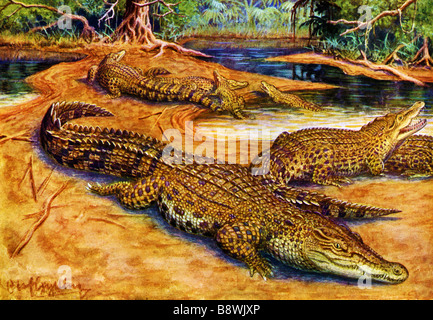 Salzwasser Leistenkrokodil (Crocodylus Porosus) Stockfoto