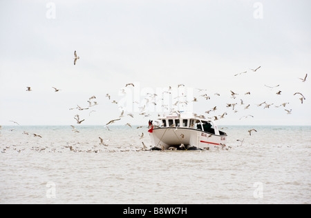 Ein Katamaran-Fischerboot auf dem Meer, gefolgt von einem Schwarm von Möwen Stockfoto