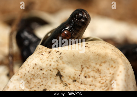 Ein Jungtier australische Teppich Python (Morelia Spilota Mcdowlii) Stockfoto