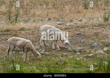 Zwei neu geschoren Schafbeweidung auf einer Schaffarm South Canterbury Stockfoto