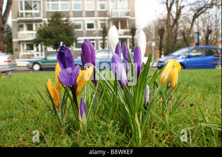 Krokusse sehen Sie hier nur nach einem Regenschauer. Stockfoto