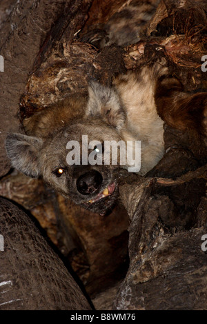 Gefleckte Hyänen ernähren sich von Elefanten Karkasse Stockfoto