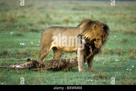 Reifen männlichen Löwen ziehen den frisch erlegten Kadaver von einem jungen Masai Giraffe Masai Mara National Reserve Kenia in Ostafrika Stockfoto